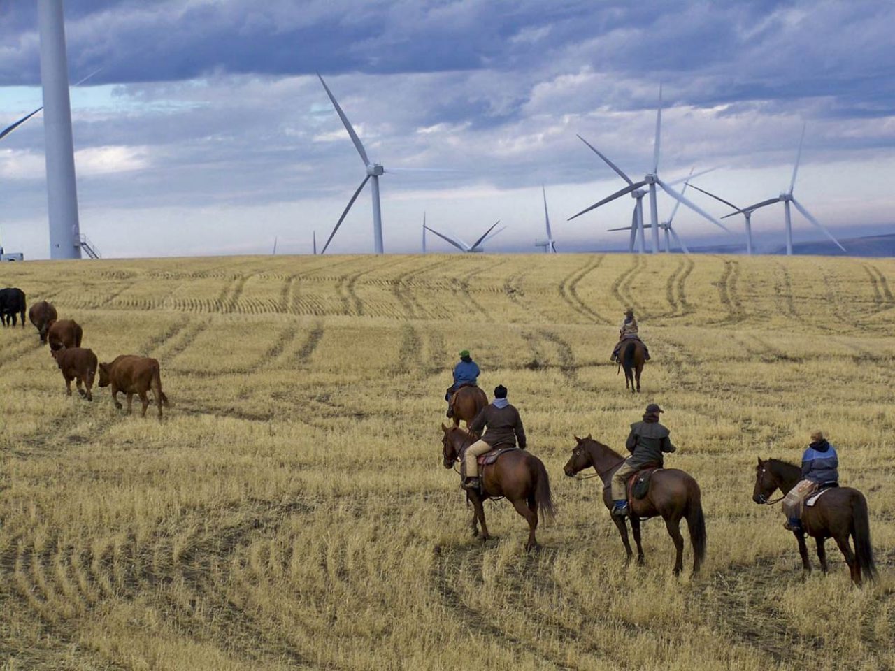 People riding horses with wind turbines